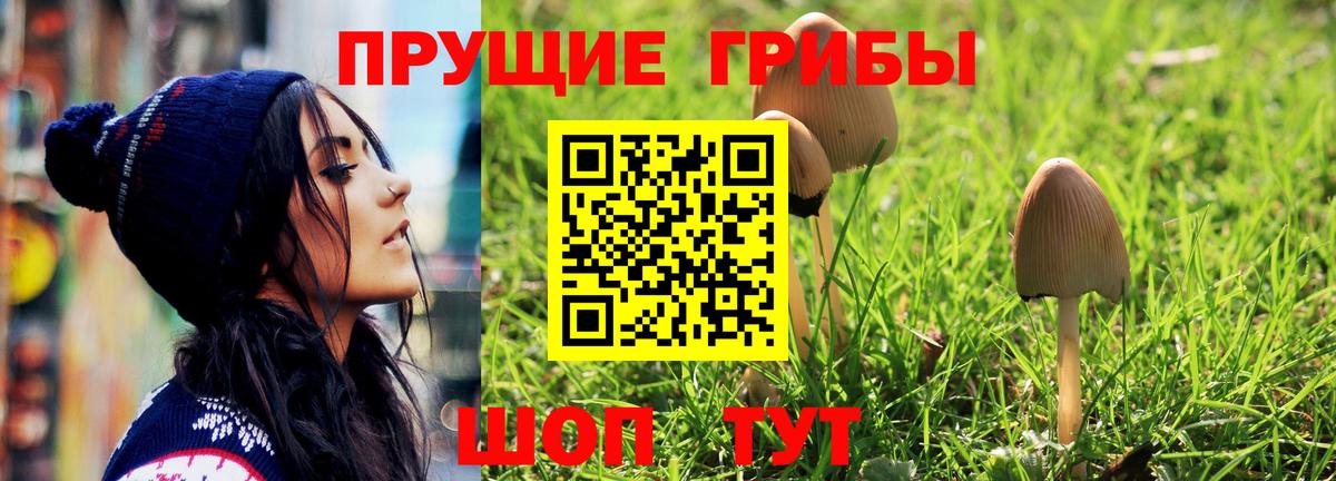 Псилоцибиновые грибы Psilocybine cubensis Трёхгорный